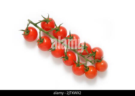 Piccolo pomodori ciliegini sulla vite sparati sopra su fondo bianco ritagliato Foto Stock