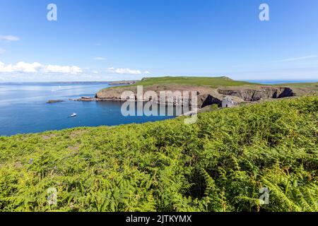 Paesaggio di Skomer Island, Pembrokeshire, Galles, Regno Unito Foto Stock