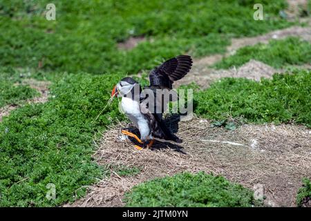 Puffin Atlantico (Fratercula artica) raccolta di materiali nidificanti, Skomer Island, Pembrokeshire, Galles, Regno Unito Foto Stock