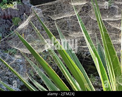Grande rete di ragni, intrecciata più volte e su più livelli, compresa una colonia di Trialeuropedes vaporariorum, comunemente nota come bianca o g Foto Stock