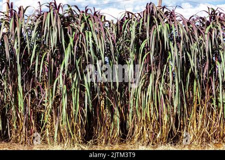 Pennisetum purpurpurpureus (nome aggiornato: Cenchrus purpurpurpureus Schumach), conosciuto anche come erba di Napier, erba di elefante o erba di Uganda, è una specie di perennia Foto Stock