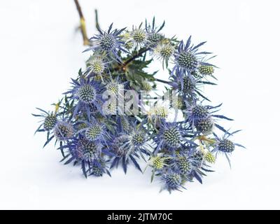 Mare blu Holly (Eryngium zabelii) fiori di pianta su sfondo bianco Foto Stock