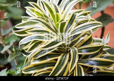 Dracaena reflexa - Song of India su sfondo naturale Foto Stock