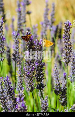 Due farfalle Woodland Skipper (Ochlodes sylvanoides) su fiori di lavanda inglese sbiaditi (Lavandula angustfolia) in tarda estate a Washington, Stati Uniti. Foto Stock