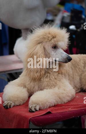Poodle standard allo spettacolo dei cani Foto Stock