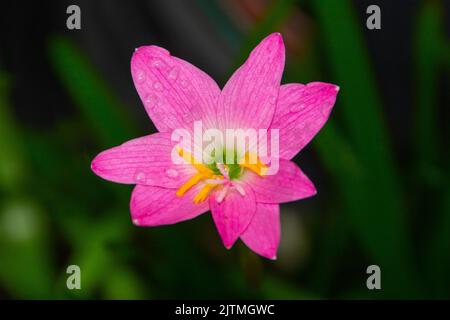 Giglio di pioggia rosa, un fiore molto comune nei giardini a Rio de Janeiro Brasile (Zephyranthes Rosea) Foto Stock