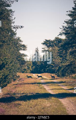 Cervi che attraversano una strada di ghiaia nella foresta. Foto di alta qualità Foto Stock