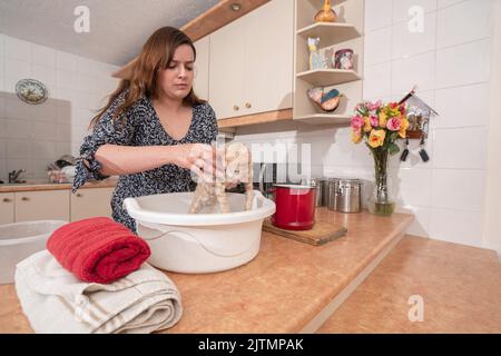 Bella giovane donna ispanica vestita in una blusa nera che bagna il suo piccolo gattino marrone chiaro in una pentola di plastica bianca sul suo bancone da cucina Foto Stock