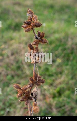 Dipsacus Sativus testa di fiore in inverno. Foto Stock