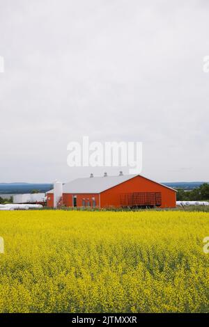 Granaio arancione nel campo di canola gialla, Saint-Jean, Ile d'Orleans, Quebec, Canada. Foto Stock