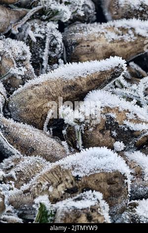 Coltivazione della barbabietola da zucchero, olericoltura. Raccolto di radice è raccolto prima delle gelate e raccolto in mazzo di deposito (banca esterna), deposito è befor intermedio s. Foto Stock