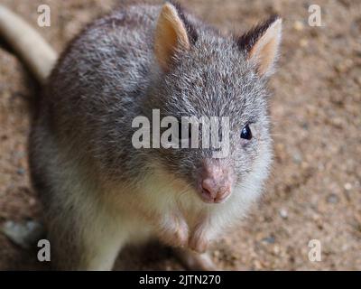 Delizioso bel Bettong Rufous con occhi luminosi e delicate caratteristiche. Foto Stock