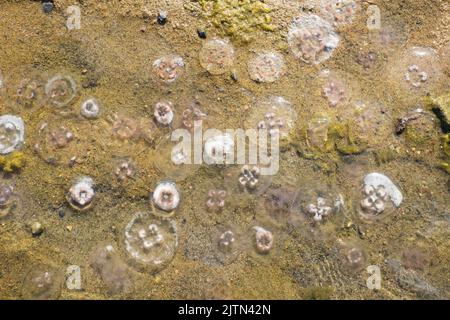 Un sacco di meduse lavate su una spiaggia del Mar Baltico. Foto Stock
