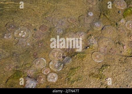 Un sacco di meduse lavate su una spiaggia del Mar Baltico. Foto Stock