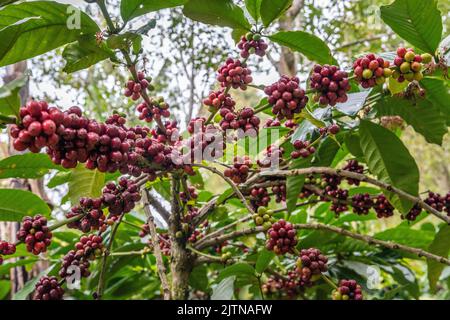 Albero di caffè crescente con chicchi di caffè. Buleleng, Bali, Indononesia Foto Stock