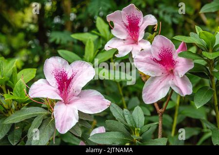 Azalea in fiore rosa (genere Rhododendron), Bali, Indonesia Foto Stock