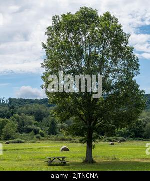 Una panca da picnic in legno sotto un albero in un campo con balle di fieno arrotolate a Deerfield Township, Pennsylvania, USA in una giornata estiva di sole Foto Stock