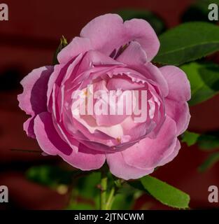 'Mary Rose, Ausmarya' Inglese Rose, Engelsk ros (Rosa) Foto Stock