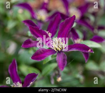 'Noora' clematis viola, Italiensk klematis (Clematis viticella) Foto Stock