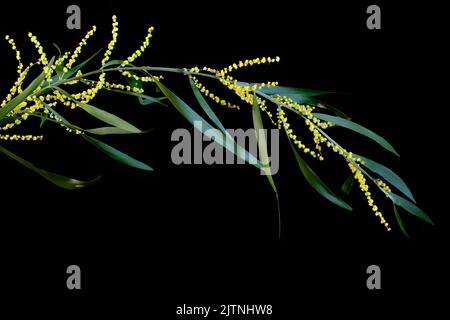 Un ramo acquoso pieno di fiori, fotografato su uno sfondo scuro Foto Stock