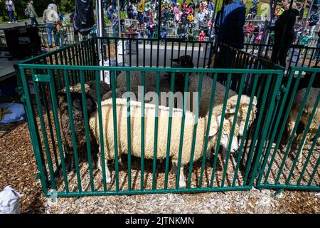 BELLEVUE, WASHINGTON, USA – 30 APRILE 2022: Evento culturale del Kelsey Creek Farm Park, pecora bianca in una penna in attesa di essere accorpata in un demone che toscia le pecore Foto Stock