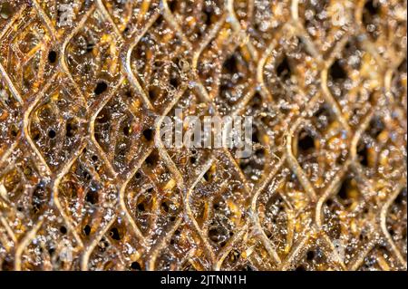 Macro di messa a fuoco selettiva di un filtro sporco cappa gamma cucina intasato di grasso. Foto Stock