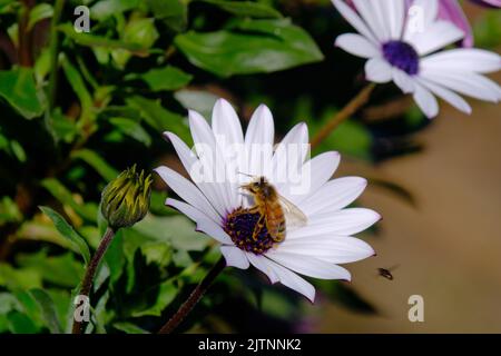 Ape nativa australiana senza vino (meliponini) che raccoglie polline da un fiore bianco di margherita in un giardino Foto Stock