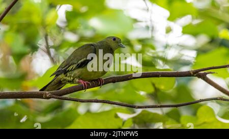 Un Pigeon Verde dal collo rosa (Treron vernans) arroccato in un albero fruttifero Foto Stock