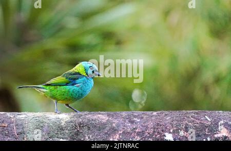 saira-sete-Colors, uccello che abita della Foresta Atlantica, Brasile meridionale Foto Stock