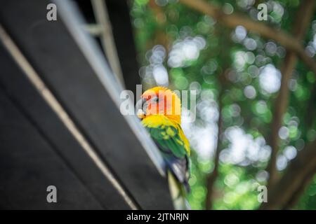 pappagalli di tutti i colori sono uccelli rari ed estinti in tutto il mondo, avere foto preziose di loro è la cosa migliore. Foto Stock