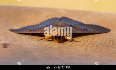 Vista frontale ravvicinata di una grande falce australiana marrone conosciuta come la Vecchia Signora o la Granny Moth (Dasypodia selenophora) Foto Stock