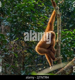 Un Lar Gibbon anche conosciuto come un Gibbon bianco-mano (Hylobates lar) seduto in alto in un albero Foto Stock