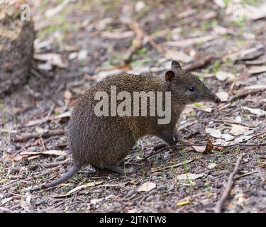 Un piccolo marsupiale con un lungo naso appuntito, occhi neri e piccole orecchie rotonde Southwestern Brown Bandicoot o Quenda (Isoodon fusciventer) Foto Stock