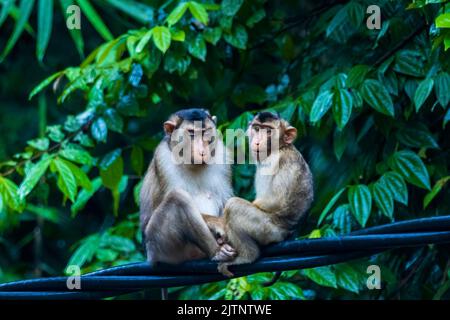 Una famiglia di macachi dalla coda di maiale del Sud (Macaca nemestrina) seduti su una linea elettrica Foto Stock