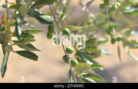 primo piano su olivicoltura fresca in un ramo dell'albero Foto Stock