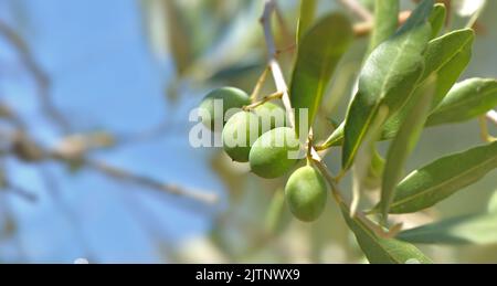 primo piano su olivicoltura fresca in un ramo dell'albero Foto Stock