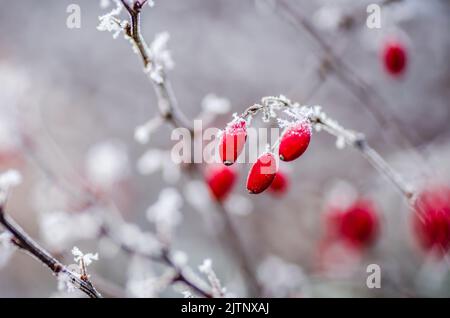 Rosa canina. Uno sfondo di luce naturale invernale di un bush bianco di rosa canina coperto di neve ghiacciata e frutti rossi vividi nelle fredde giornate invernali Foto Stock