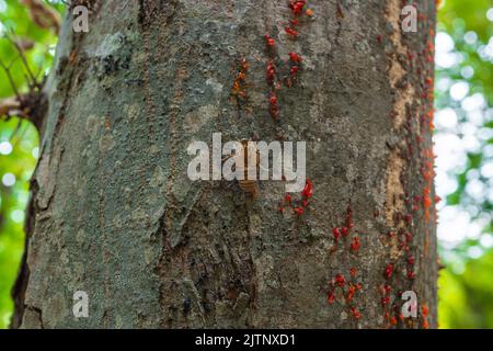 Farfalla larva su un tronco di albero Foto Stock