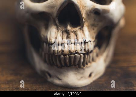 Anatomia umana. Cranio umano sul tavolo, primo piano dei denti. Modello medico anatomicamente corretto del cranio umano. Foto di alta qualità Foto Stock
