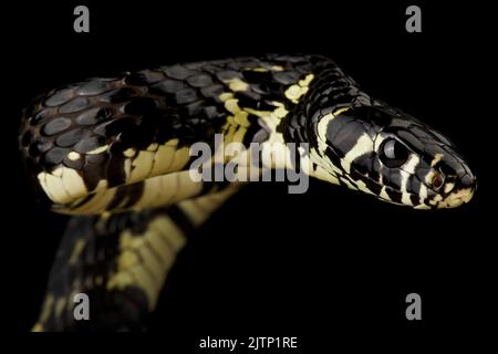 Serpente di pollo tropicale (Spilotes megalolepis) Foto Stock