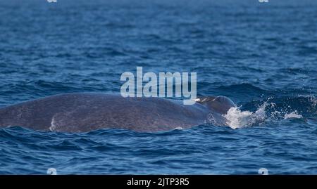 Balena blu che soffia fuori acqua; balena che sputava acqua dal buco di soffio; balena buco di soffio; balena che spruzza acqua; balena blu da Mirissa, Sri Lanka Foto Stock