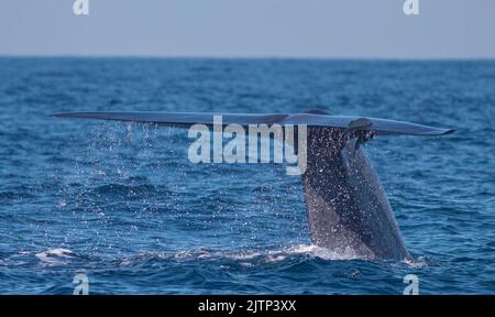 Una balena blu che mostra il suo trematode poco prima di fare un'immersione profonda; la favola delle balene blu; la balena blu da Mirissa sri lanka; la coda di balena blu mostra il trematode Foto Stock