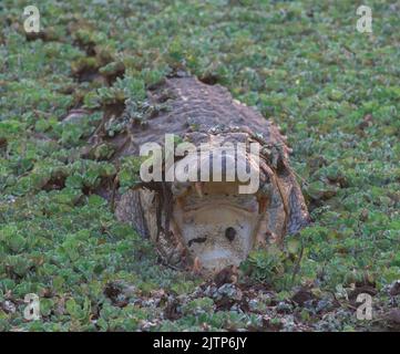 Coccodrillo con la bocca aperta che si crogiola al sole; coccodrilli che riposa; coccodrillo mugger dallo Sri Lanka; coccodrillo che si crogiola all'aperto; coccodrillo che riposa Foto Stock