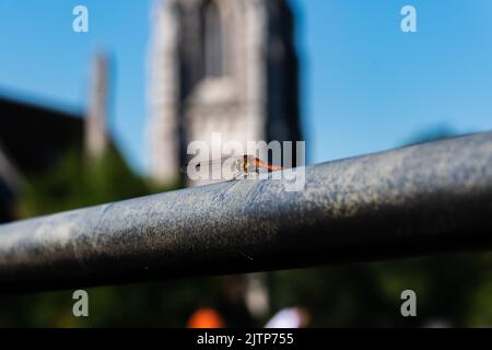 Primo piano di una libellula arancione atterrata sulla ringhiera metallica, vista ad angolo basso con torre della chiesa fuori fuoco sullo sfondo Foto Stock