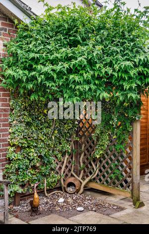 Arbusto Jasmine stabilito in piena vegetazione prima di fiorire, crescendo contro Trellis con edera su un patio Foto Stock