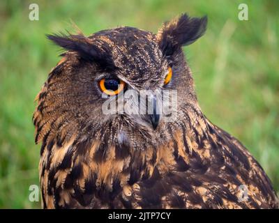 Gufo europeo dell'aquila con i suoi grandi occhi arancioni che guardano sulla spalla a destra Foto Stock