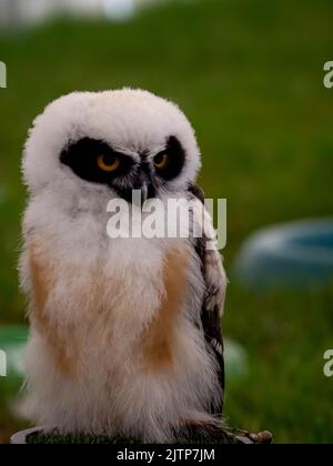 Gufo spettacolare sedette sul suo persico guardando a destra con occhi gialli luminosi che sono incorniciati da una maschera nera Foto Stock