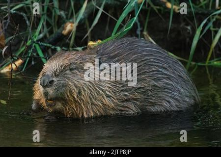 Beaver (fibra di Castor) guardando contenuti sul fiume Tay nel Perthshire Foto Stock
