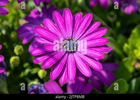 Primo piano di un bellissimo fiore di Osteospermum ecklonis o Dimorphotheca ecklonis o Capo marguerite con un colore viola intenso Foto Stock