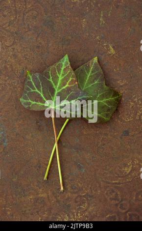 Due foglie venate di verde scuro e rosso borgogna e stalle di elica di Ivy o Hedera giacenti su ottone annerito Foto Stock